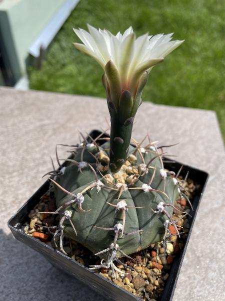 Gymnocalycium ochoterenae